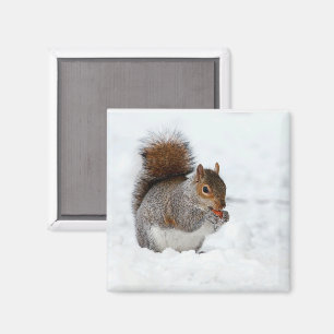 Eichhörnchen im Schnee mit Berry Magnet