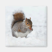Eichhörnchen im Schnee mit Berry Magnet (Vorne)