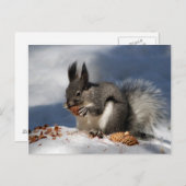 Eichhörnchen im Schnee Postkarte (Vorne/Hinten)