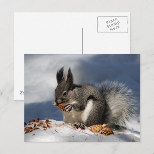 Eichhörnchen im Schnee Postkarte (Vorne/Hinten)