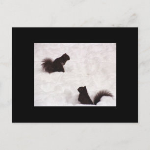 Eichhörnchen im Schnee Postkarte