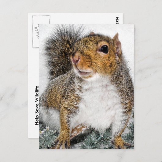 Eichhörnchen im Schnee Postkarte (Vorne/Hinten)