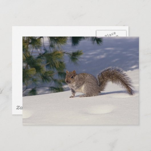 Eichhörnchen im Schnee Postkarte (Vorne/Hinten)