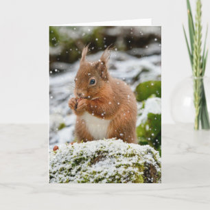 Eichhörnchen im Schnee Weihnachtskarte Karte