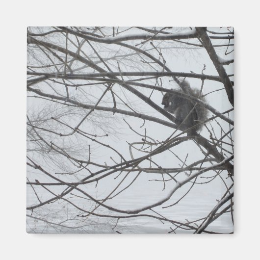 Eichhörnchen im Schneemagnet Magnet (Vorne)