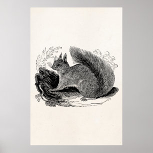 Eichhörnchen im Vintage-Stil Europa 1800er Jahre E Poster