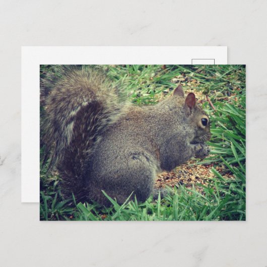 Eichhörnchen im Vogelgeflügel Postkarte (Vorne/Hinten)