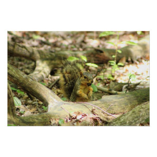 Eichhörnchen im Wald Poster