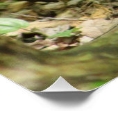 Eichhörnchen im Wald Poster (Ecke)