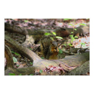 Eichhörnchen im Wald Poster
