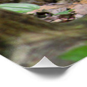 Eichhörnchen im Wald Poster (Ecke)