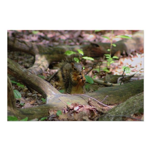 Eichhörnchen im Wald Poster (Vorderseite)