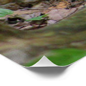 Eichhörnchen im Wald Poster (Ecke)