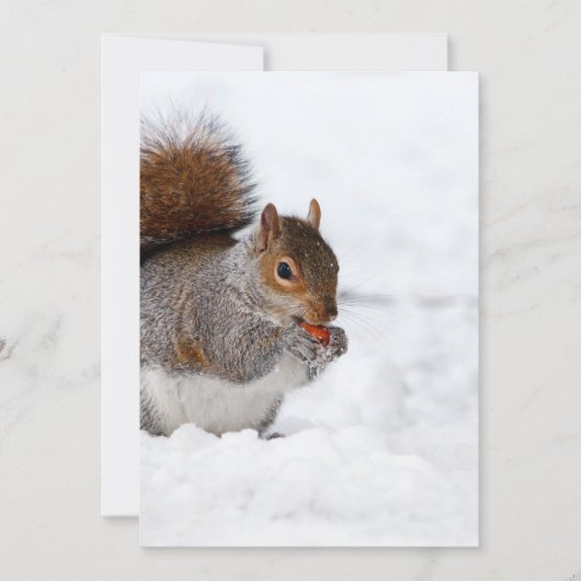 Eichhörnchen im Winter (Vorderseite)