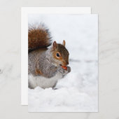 Eichhörnchen im Winter (Vorne/Hinten)