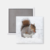 Eichhörnchen im Winter Magnet (Vorderseite/Rückseite)