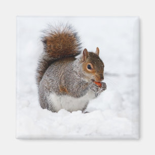 Eichhörnchen im Winter Magnet