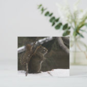 Eichhörnchen im Winter Postkarte (Stehend Vorderseite)