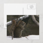 Eichhörnchen im Winter Postkarte (Vorne/Hinten)