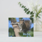 Eichhörnchen in Bäumen, wie Sie Niedlich fotografi Postkarte (Stehend Vorderseite)