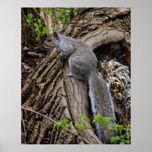 Eichhörnchen in Bereitschaft Poster (Vorne)