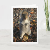 Eichhörnchen in Blätter Karte (Vorderseite)