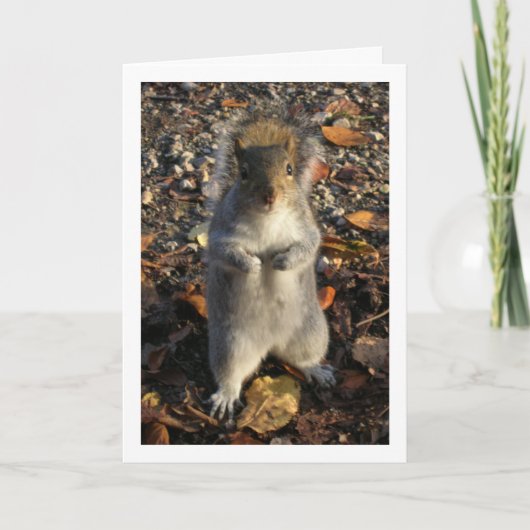Eichhörnchen in Blätter Karte (Vorderseite)