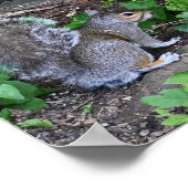 Eichhörnchen in Bushes Poster (Ecke)