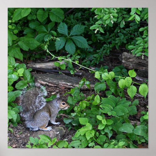Eichhörnchen in Bushes Poster (Vorne)
