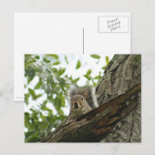 Eichhörnchen in der Baumpostkarte Postkarte (Vorne/Hinten)