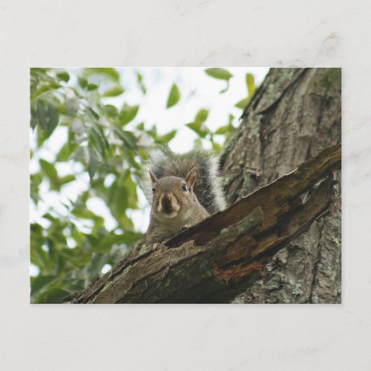 Eichhörnchen in der Baumpostkarte Postkarte (Vorderseite)