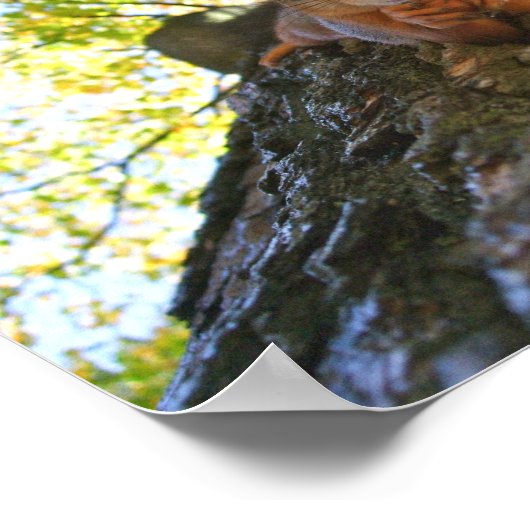 Eichhörnchen in der Erholung Poster (Ecke)