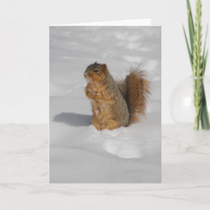 Eichhörnchen in der Schneegrüßkarte Karte
