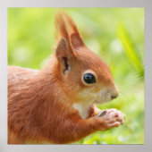 Eichhörnchen in der Sonne Poster (Vorne)