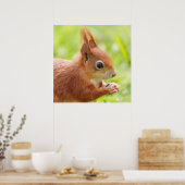 Eichhörnchen in der Sonne Poster (Küche)
