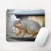 Eichhörnchen in der Vogel-Zufuhr Mousepad (Mit Mouse)