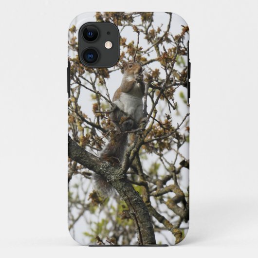 Eichhörnchen in einem Baum Case-Mate iPhone Hülle (Rückseite)