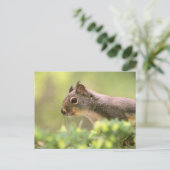 Eichhörnchen in einem Baum Postkarte (Stehend Vorderseite)