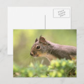 Eichhörnchen in einem Baum Postkarte (Vorne/Hinten)