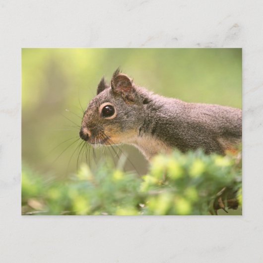 Eichhörnchen in einem Baum Postkarte (Vorderseite)