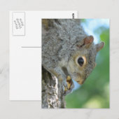 Eichhörnchen in einem Baum Postkarte (Vorne/Hinten)