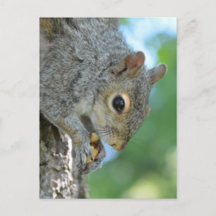 Eichhörnchen in einem Baum Postkarte