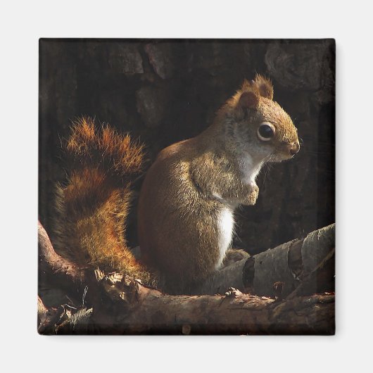 Eichhörnchen in einem Fleck Sonnenlicht Magnet (Vorne)