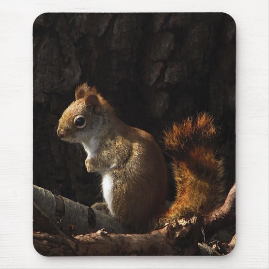 Eichhörnchen in einem Fleck Sonnenlicht Mousepad (Vorne)