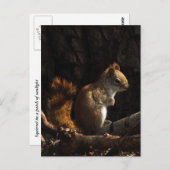 Eichhörnchen in einem Fleck Sonnenlicht Postkarte (Vorne/Hinten)
