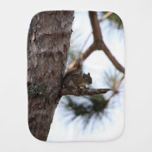 Eichhörnchen in einem Kiefernbaum