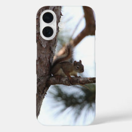 Eichhörnchen in einem Kiefernbaum iPhone 16 Hülle