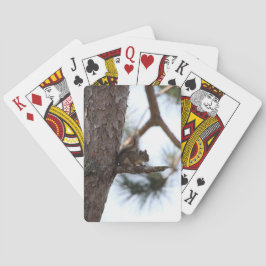 Eichhörnchen in einer Kiefer beim Kartenspielen Spielkarten