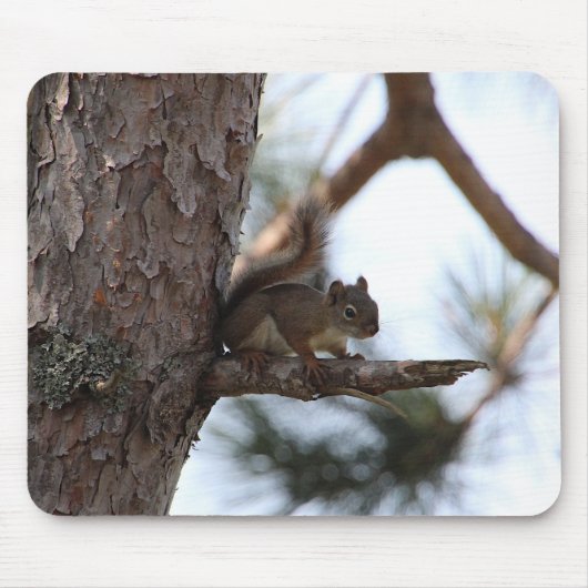 Eichhörnchen in einer Kiefer Mousepad (Vorne)