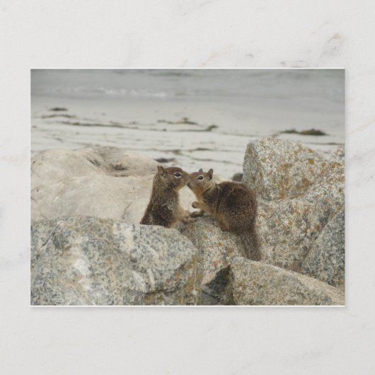 Eichhörnchen in Liebe Postkarte (Vorderseite)